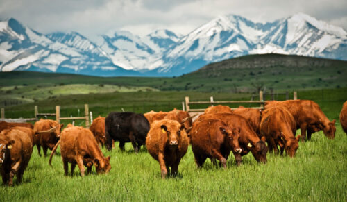 Allbirds unterstützt unter anderem ein Weideprojekt in Montana. (Foto: Allbirds)