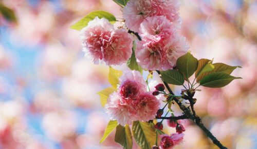 Im Frühjahr rücken Handmade- und Naturoptiken in den Fokus. (Foto: Unsplash)